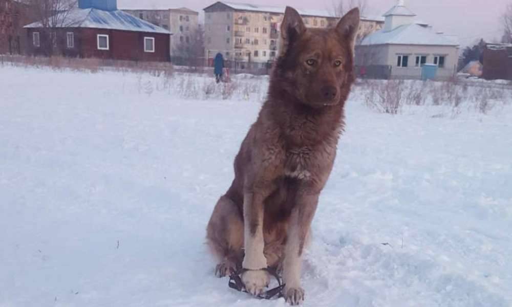 В ВКО спасли собаку, попавшую в капкан
