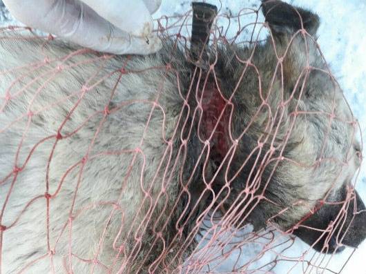 Ошейник перетёр кожу на шее растущего пса