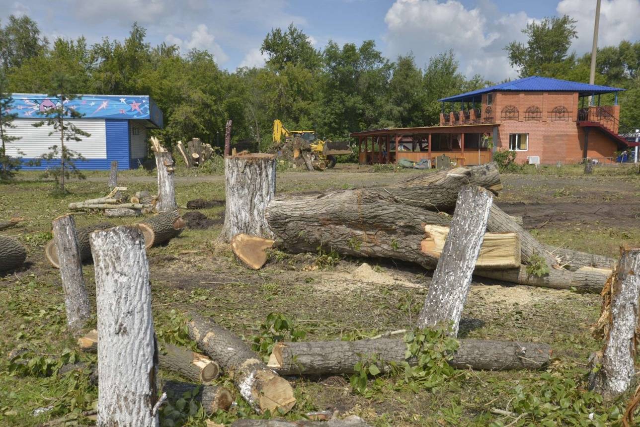 2000 деревьев вырубят в парке Петропавловска
