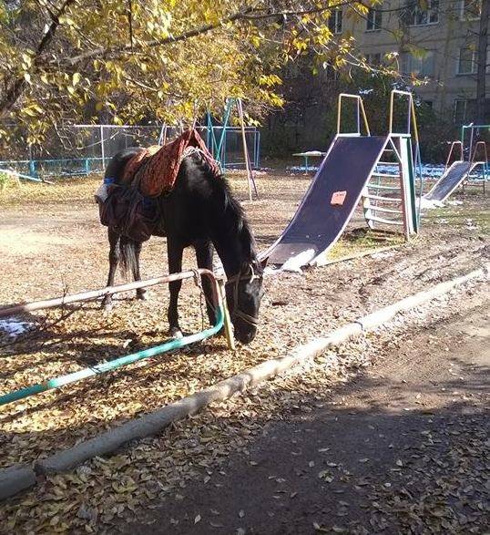 Во дворе Алматы припарковали коня