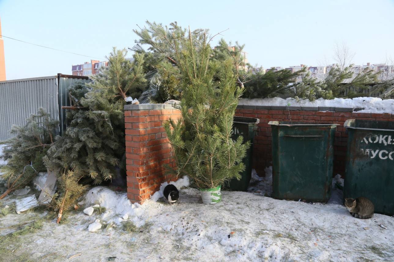 Ёлки огромными кучами свалены возле мусорных контейнеров