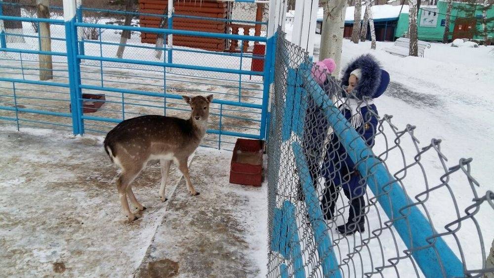 Усиленное питание и витамины дают животным в морозные дни