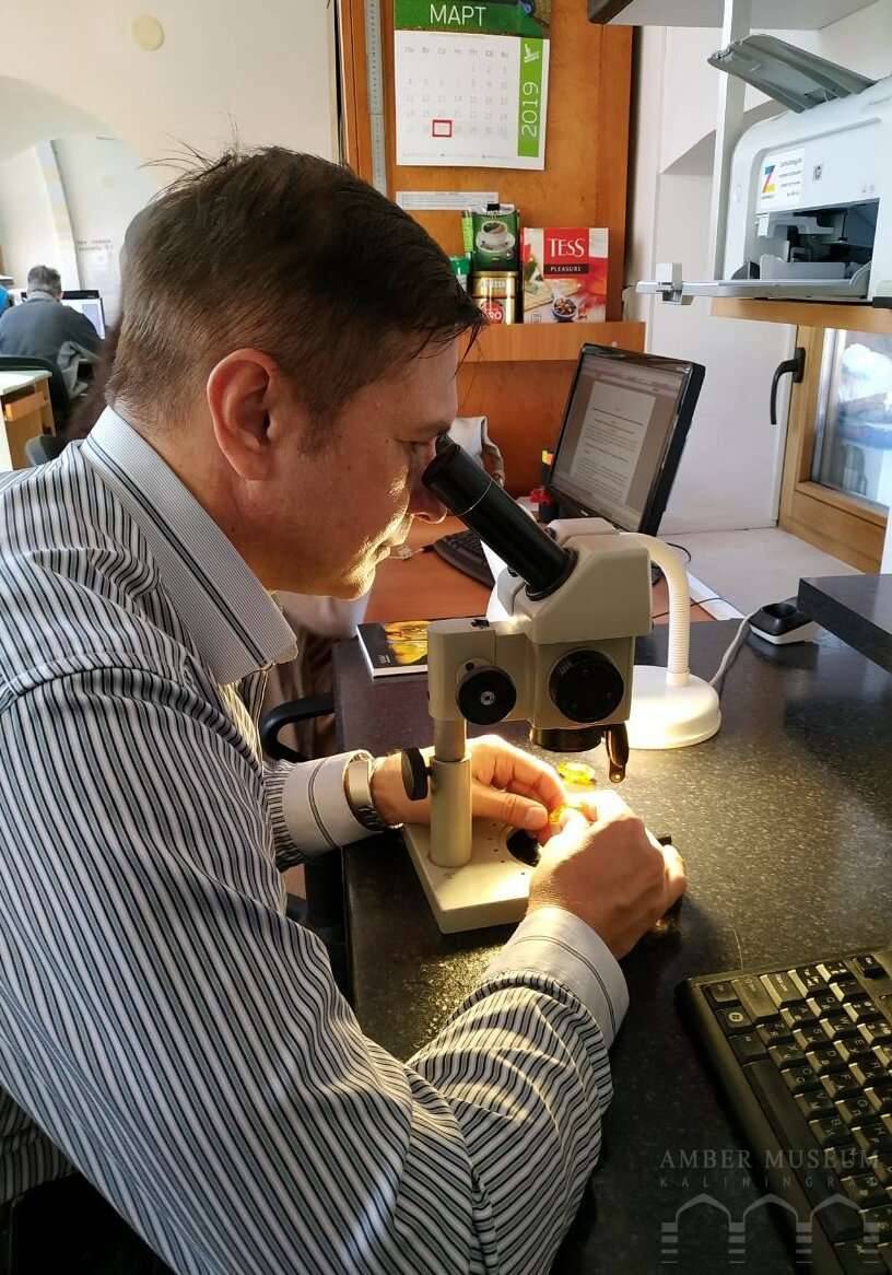 Андрей Легалов обнаружил около 10 видов неизвестных науке насекомых