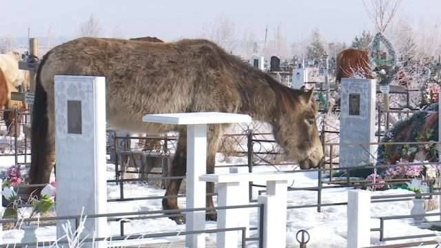 Лошадь на кладбище 