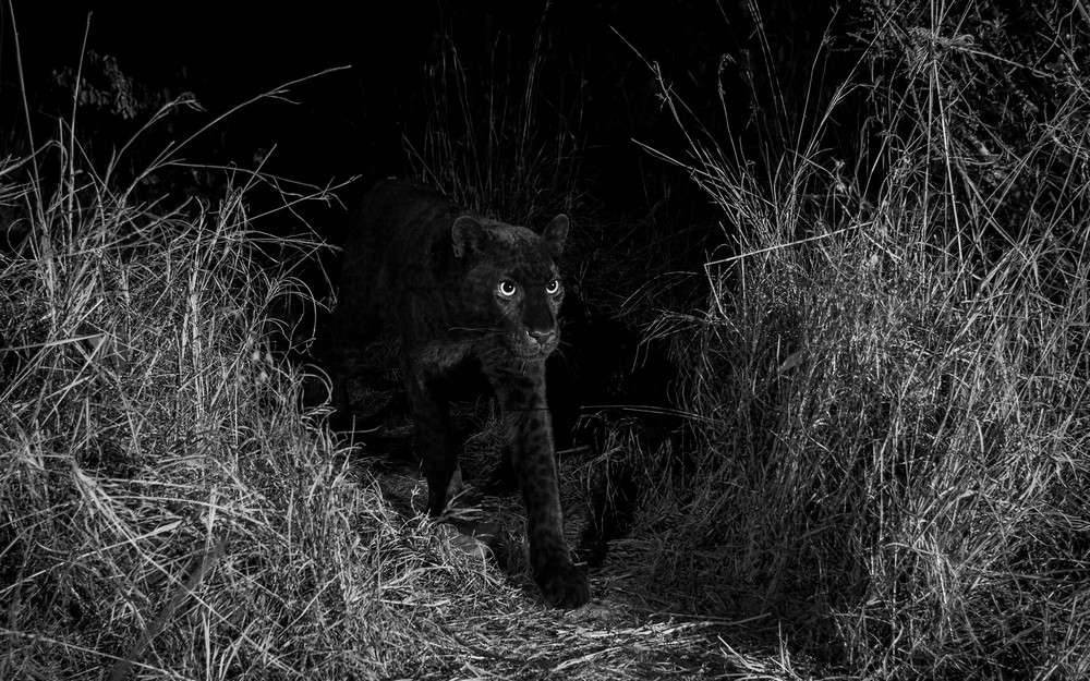 Тёмный окрас у животного появляется из-за генной мутации