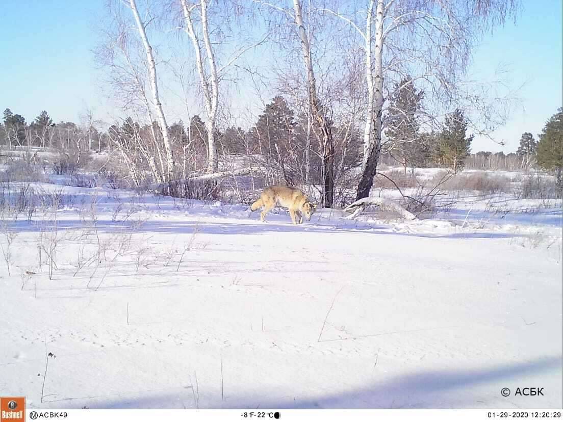 На шее волчицы GPS-передатчик