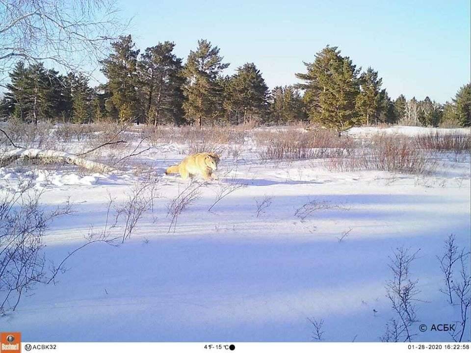 Волчица в Наурзумском заповеднике