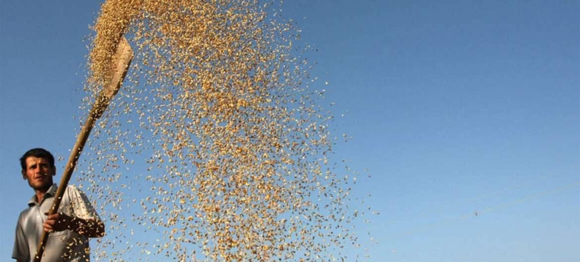 В Грузии и Таджикистане в сельском хозяйстве работает большинство всех трудящихся