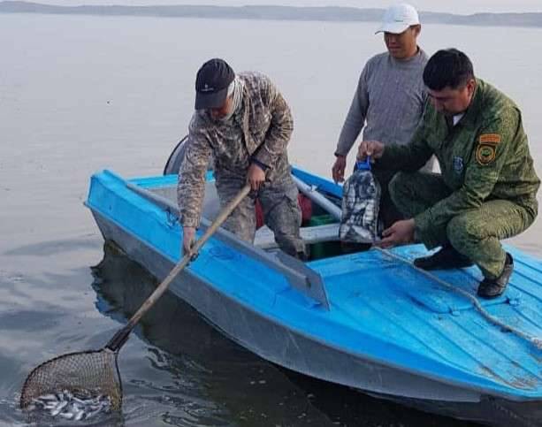 Скопление рыб обнаружили на водохранилище Шардара 20 марта