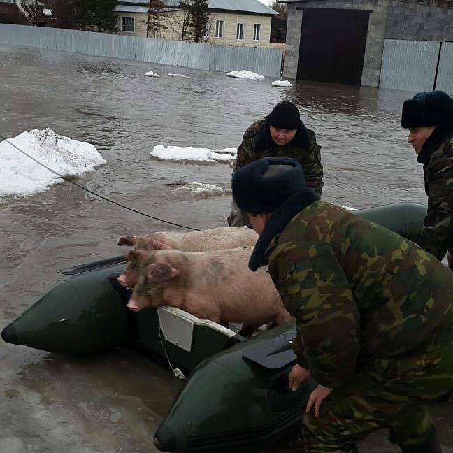 Спасатели эвакуируют не только людей, но и домашних животных