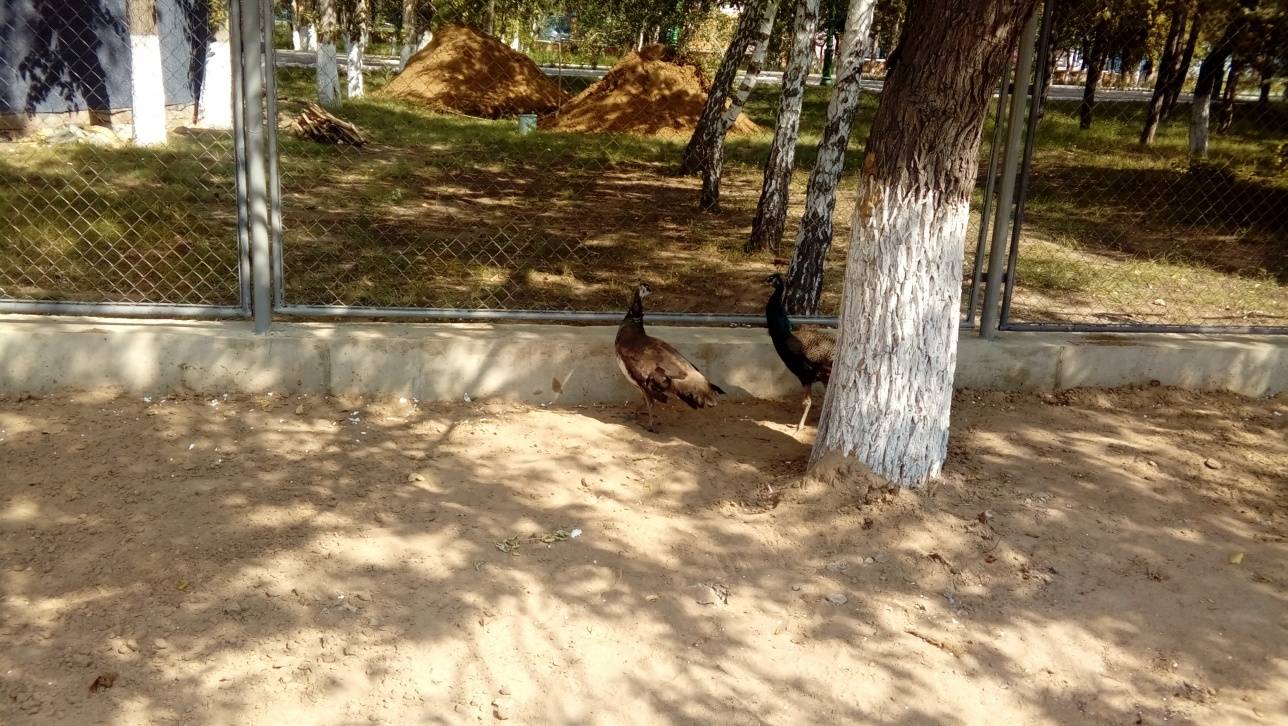 Павлины появились в мечети Павлодара