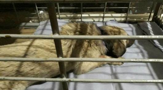 Собаку лечат волонтёры