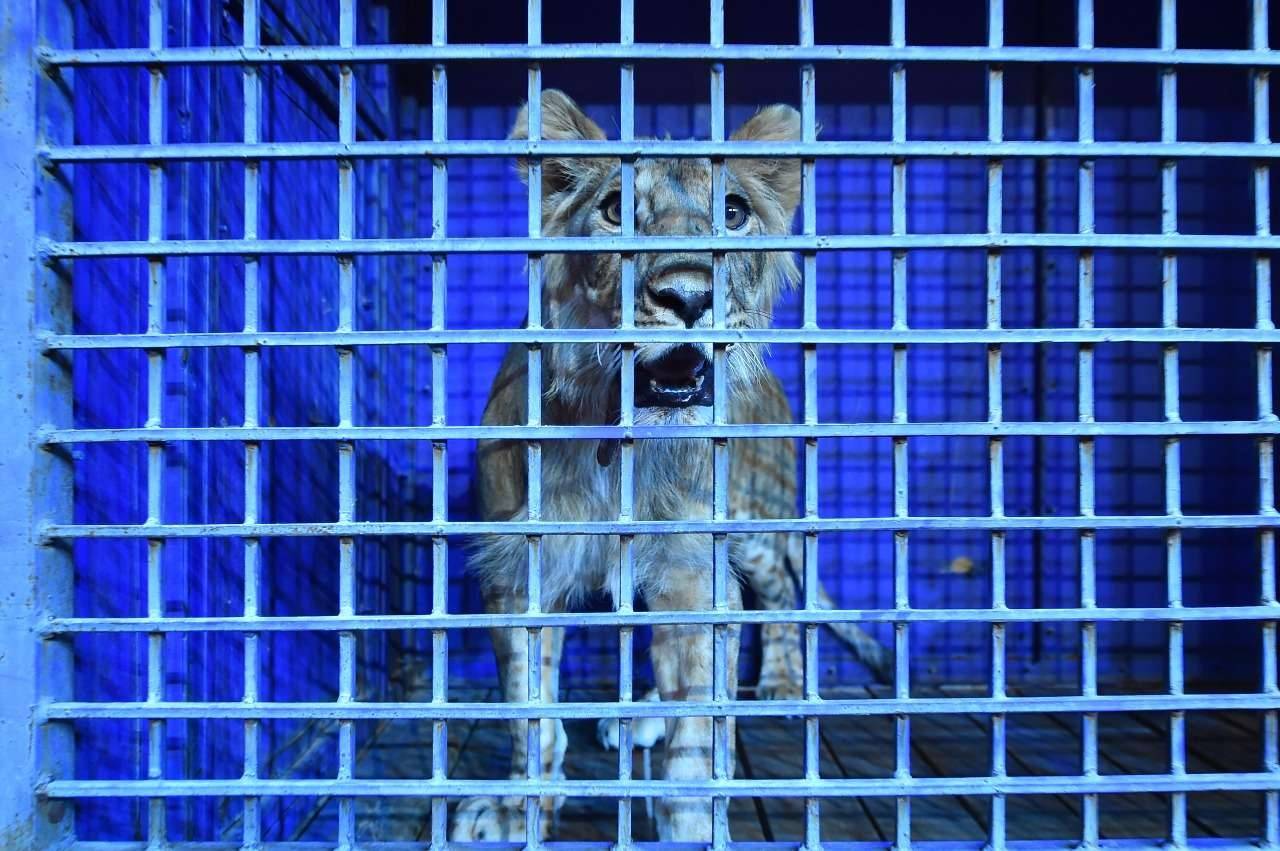 Львёнок Симба отправился в цирк