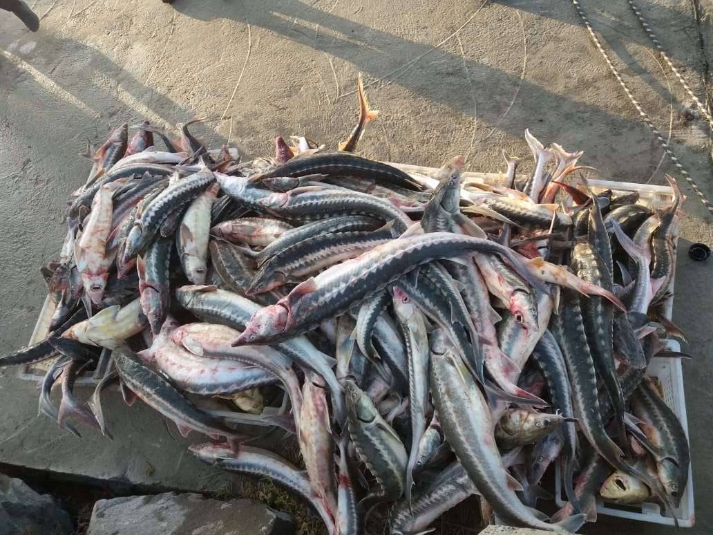 Общий вес изъятой рыбы составил почти 794 кг