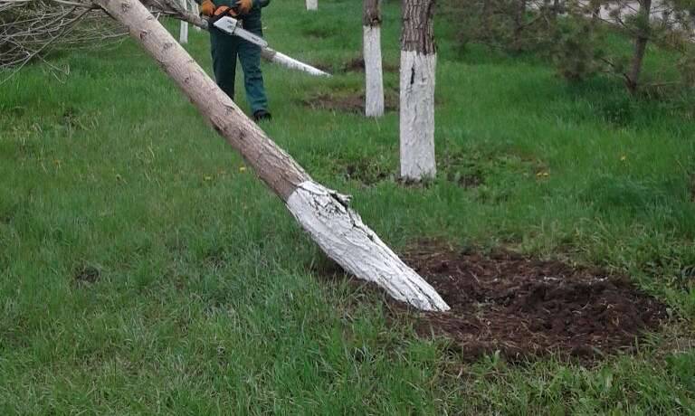 Деревья не выдержали сильного ветра