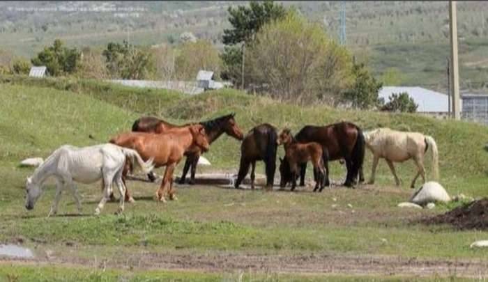 Местные жители устроили водопой для домашнего скота на территории городища