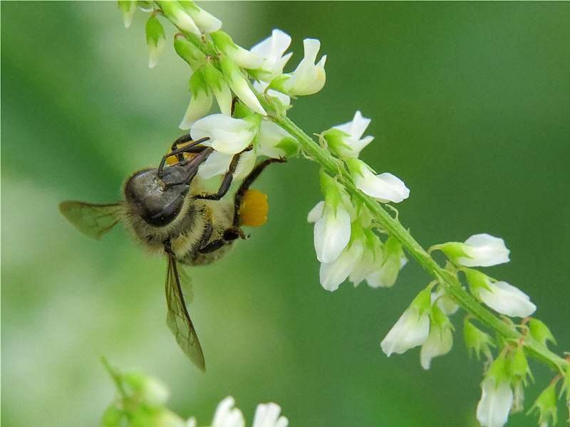 Ақ түйежоңышқаны арамшөпке айналдырмай өсіре білсе ғана аралар балды тез жинай алады