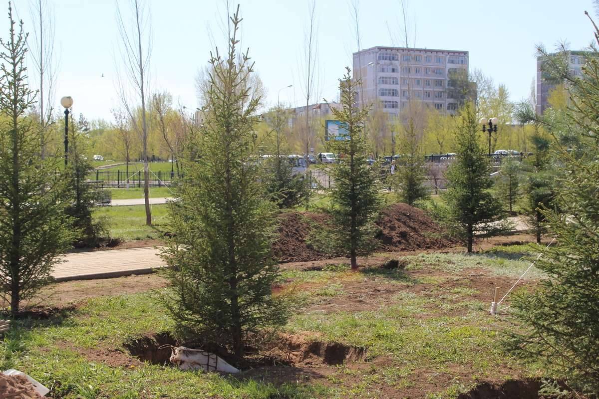 Посадка деревьев на новой аллее заняла два часа