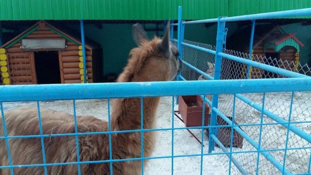При входе в домик ламы повесили одеяло, ночью там сохраняется тепло.