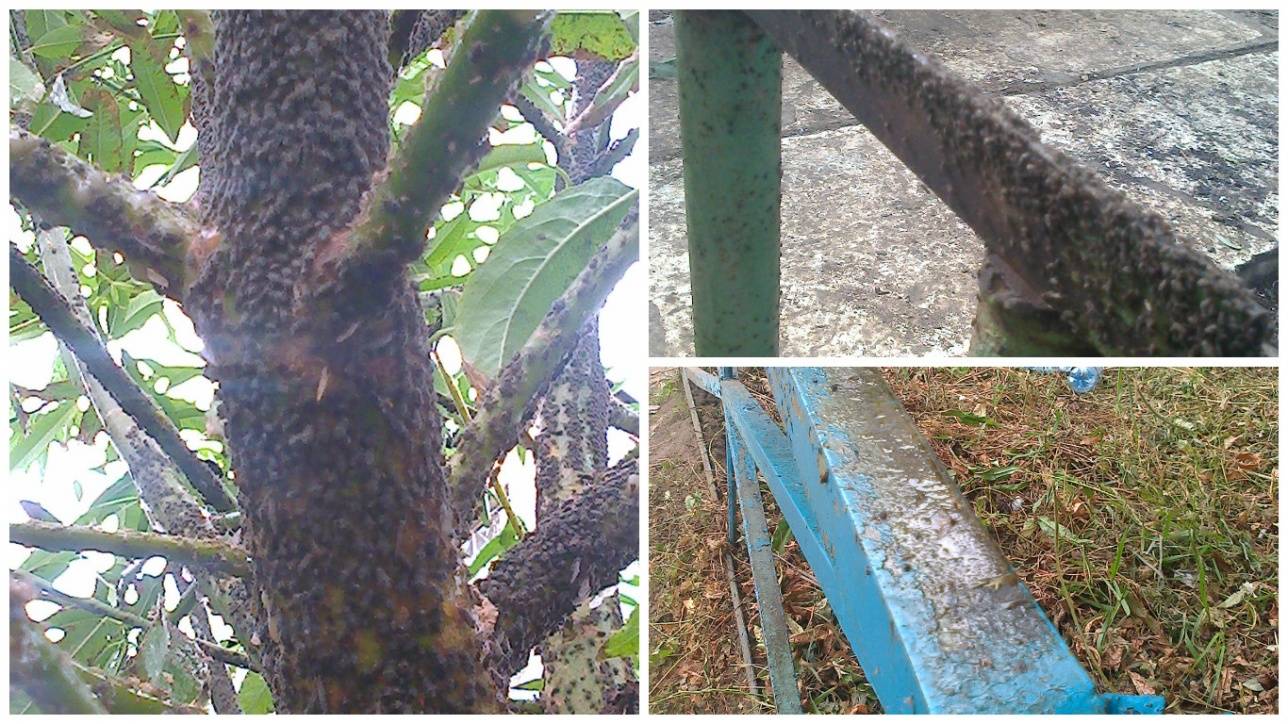 Жители Кокшетау прилипают к лавочкам из-за липких тварей