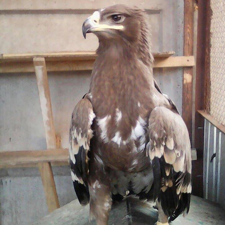 Молодой орлёнок упал во двор 