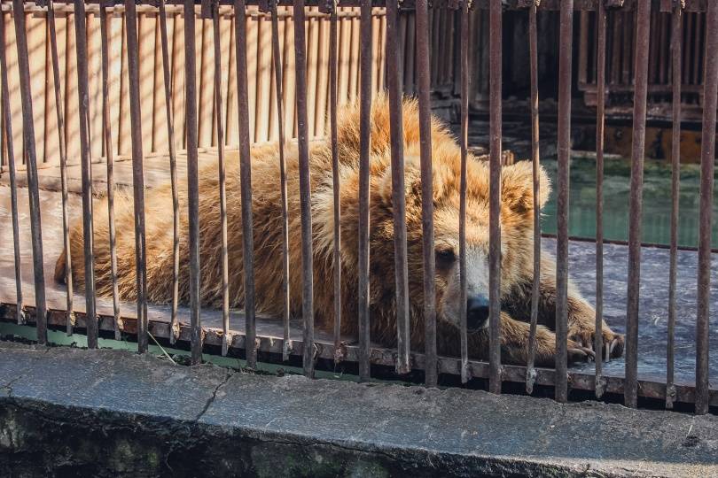 Медведи будут жить вместе с волками