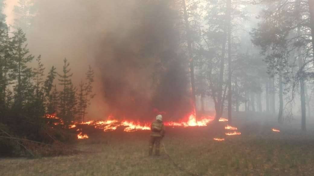 В Семее горит сосновый бор на площади около 40 гектаров