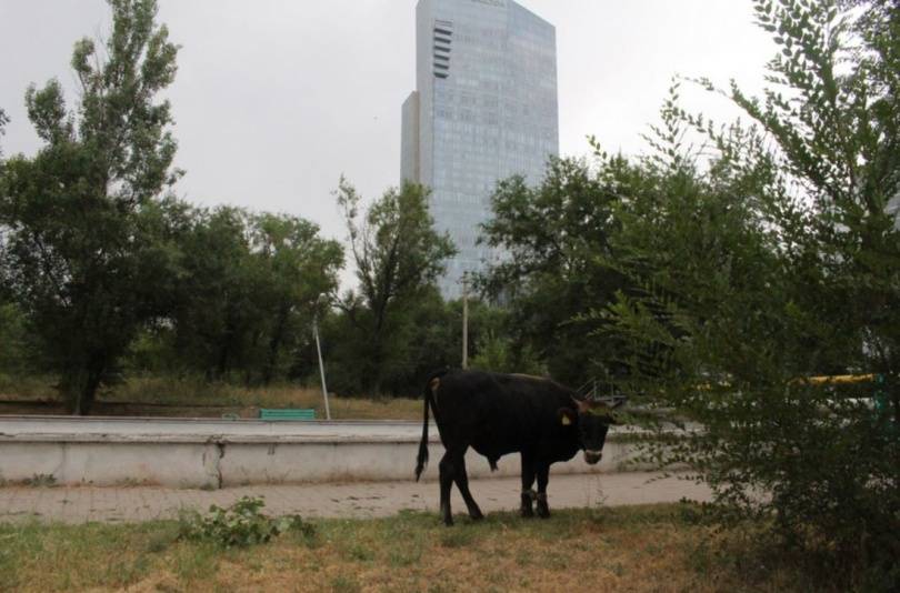 Корова возле Esentai Tower