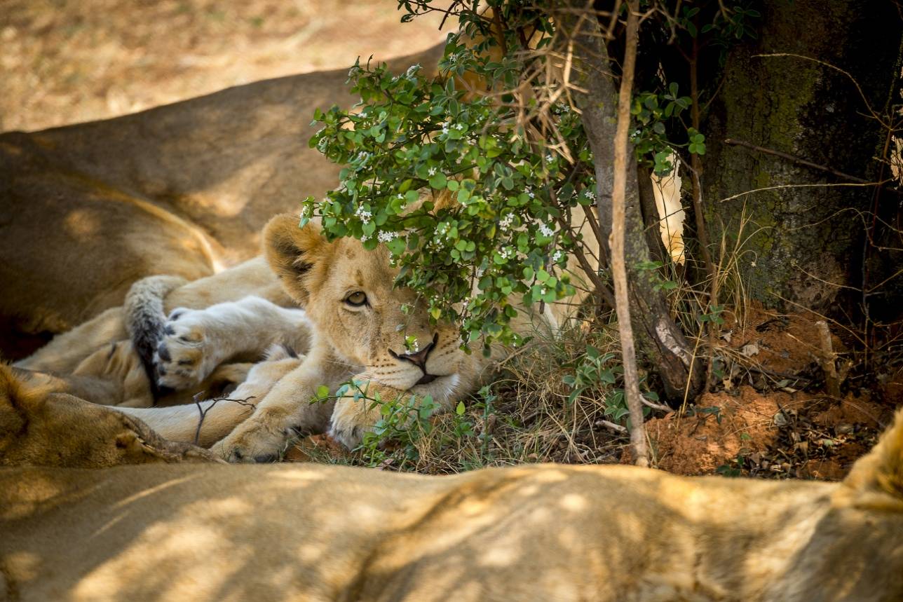 Львы в Lion Park