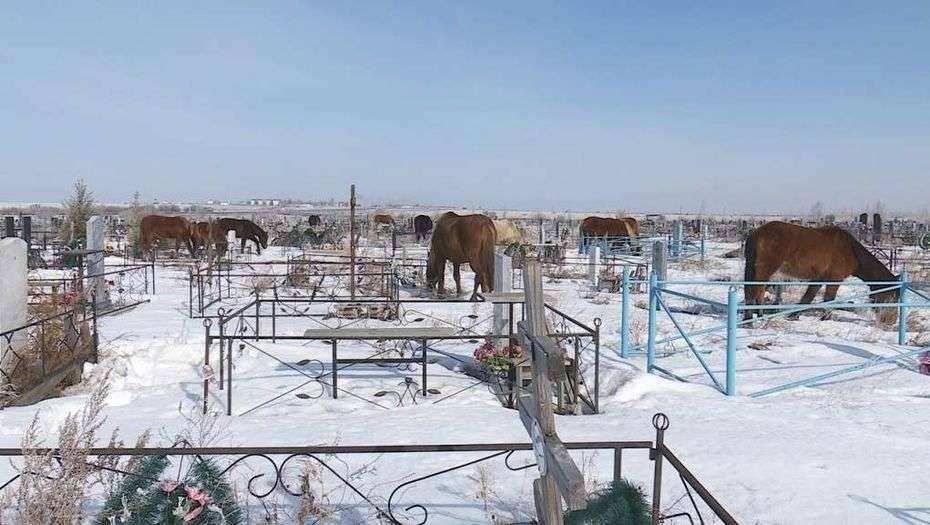 На выпас лошадей на кладбище пожаловались местные жители