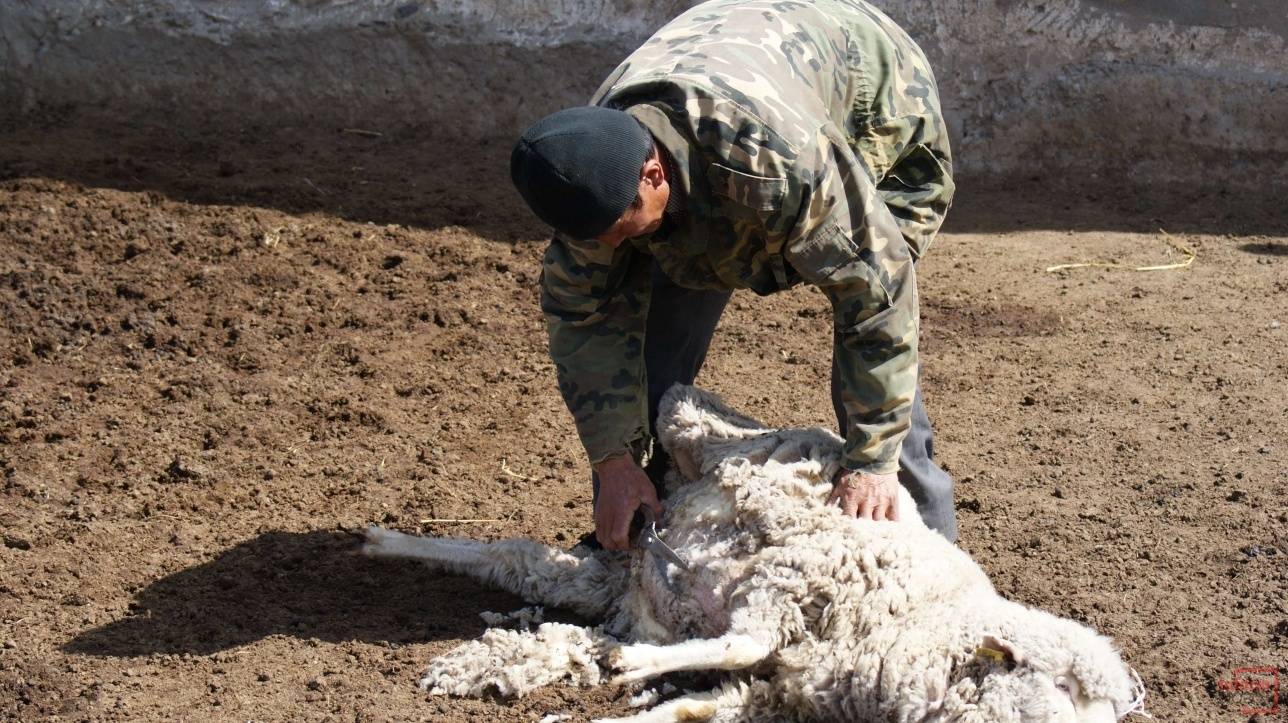 Ещё одно развлечение - стрижка овец