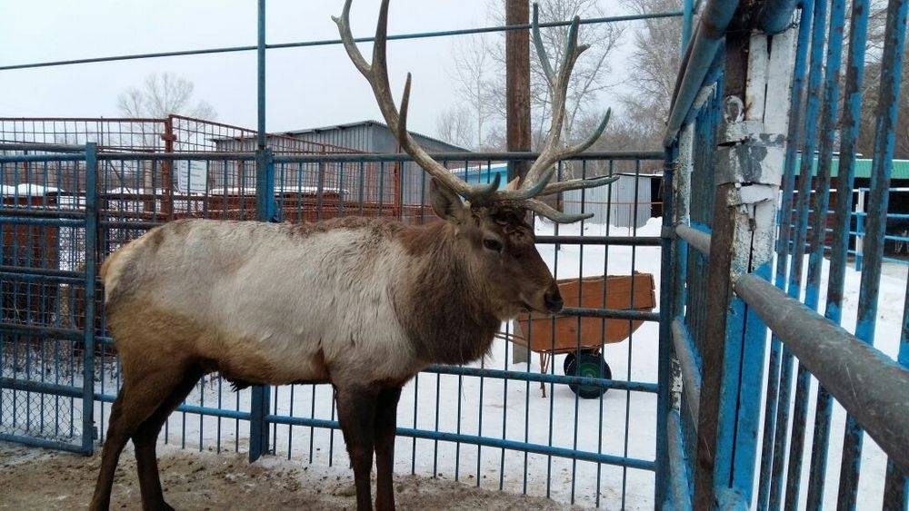 Открытые вольеры питомцев утеплили подстилками