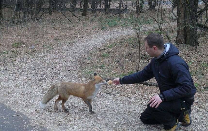 Чернобыльдегі турист пен түлкі