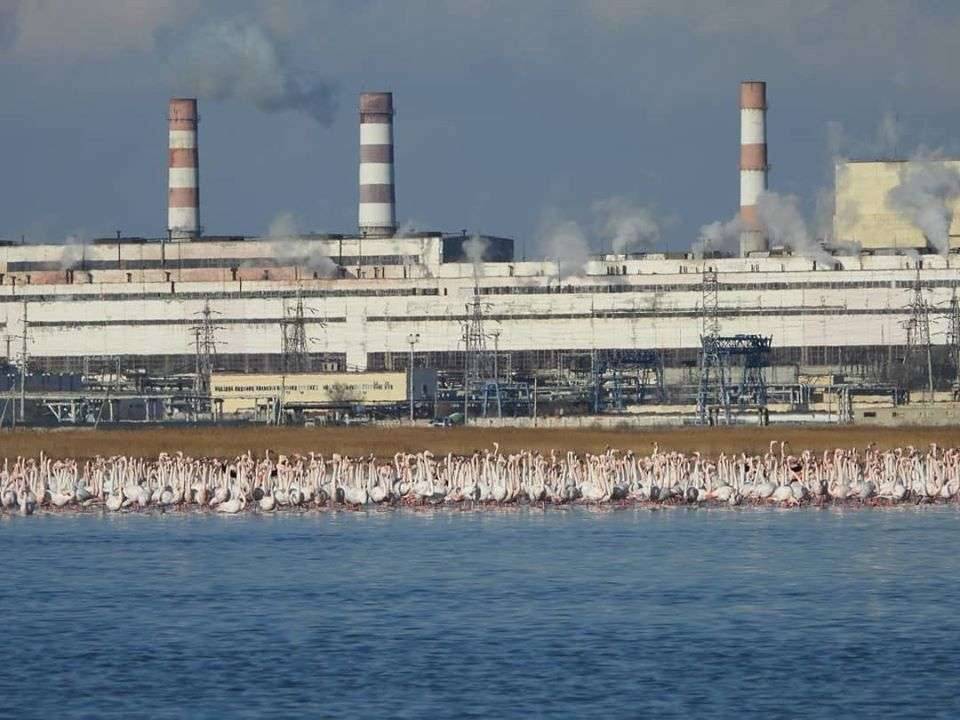 Стая фламинго в Актау