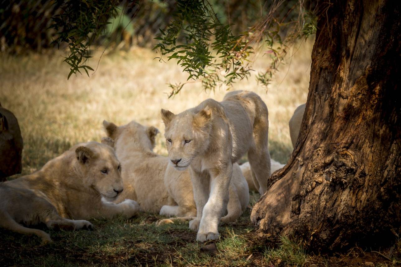 Львята в Lion Park