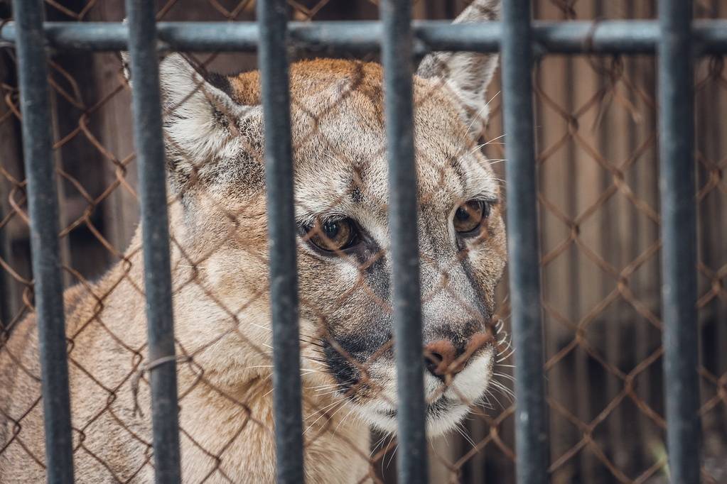 Кошачьих после смерти гепарда наблюдают ветеринары