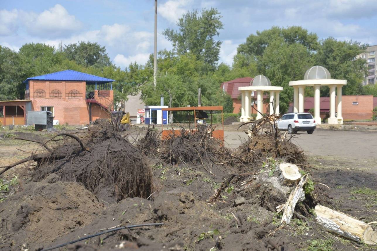 150 деревьев уже срубили