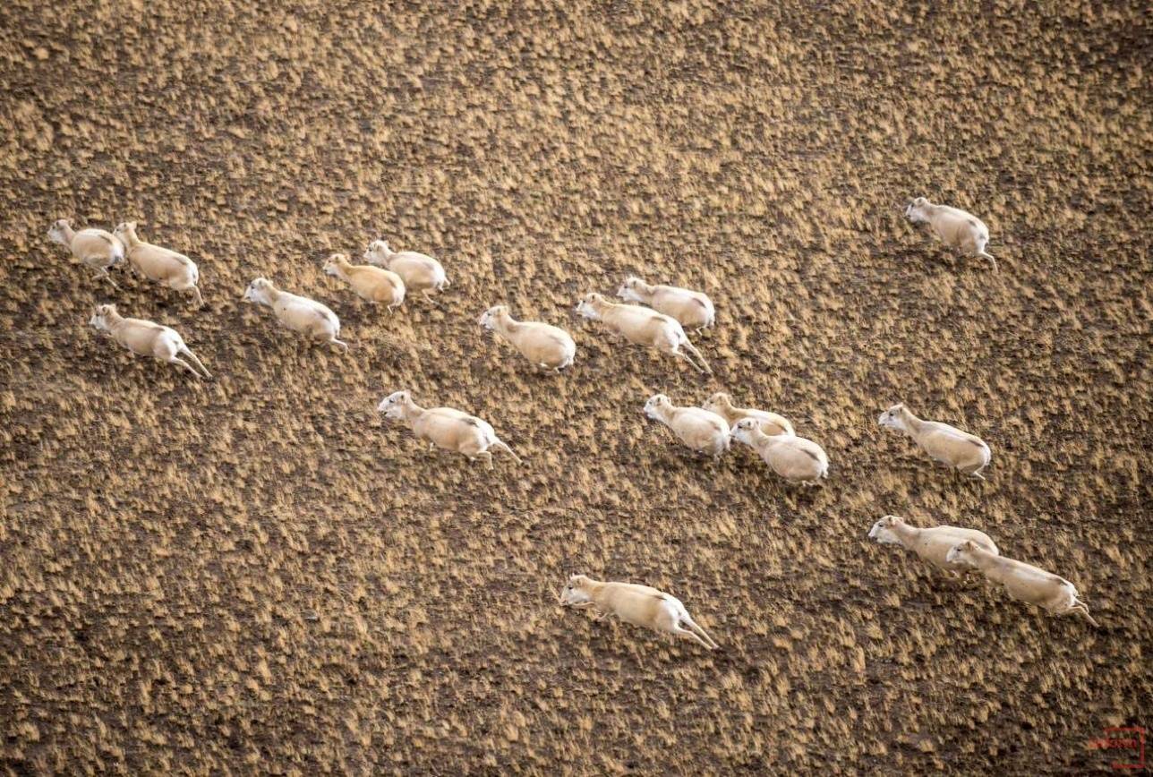 Saiga tatarica (лат.) степная антилопа